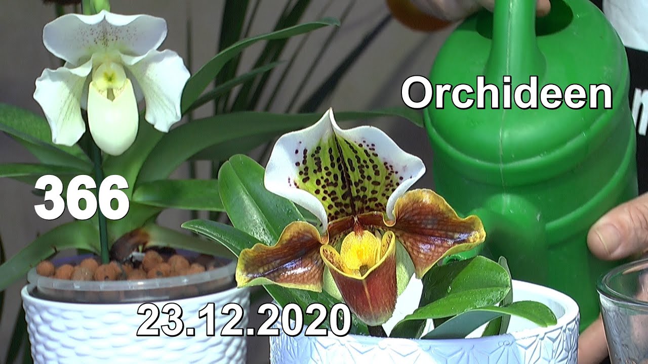 Orchideen Spezial Frauenschuh Katastrophe Pflanze retten und ein Dschungel Blick
