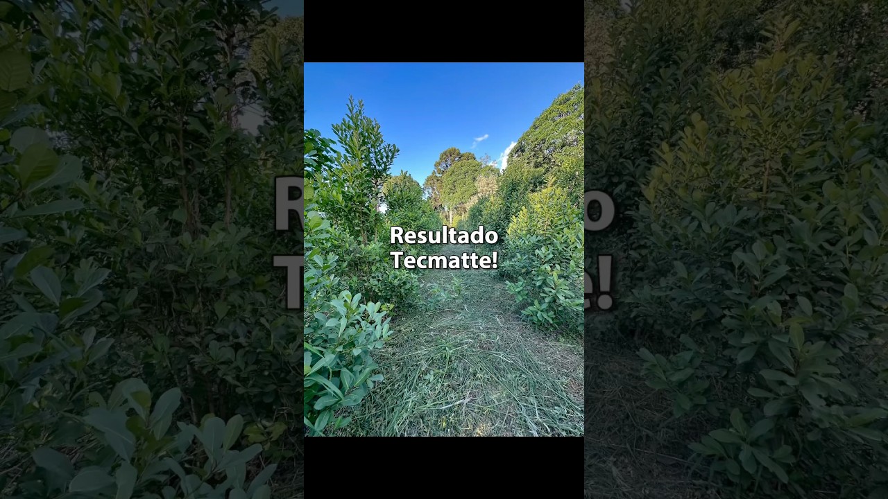Cultivar erva-mate exige t&eacute;cnica e dedica&ccedil;&atilde;o! 🌱 #ervamate