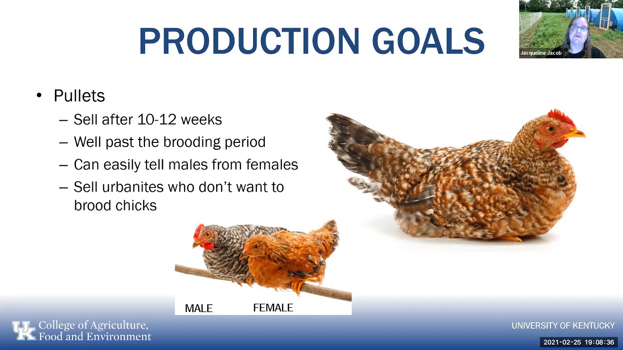 Managing a backyard flock