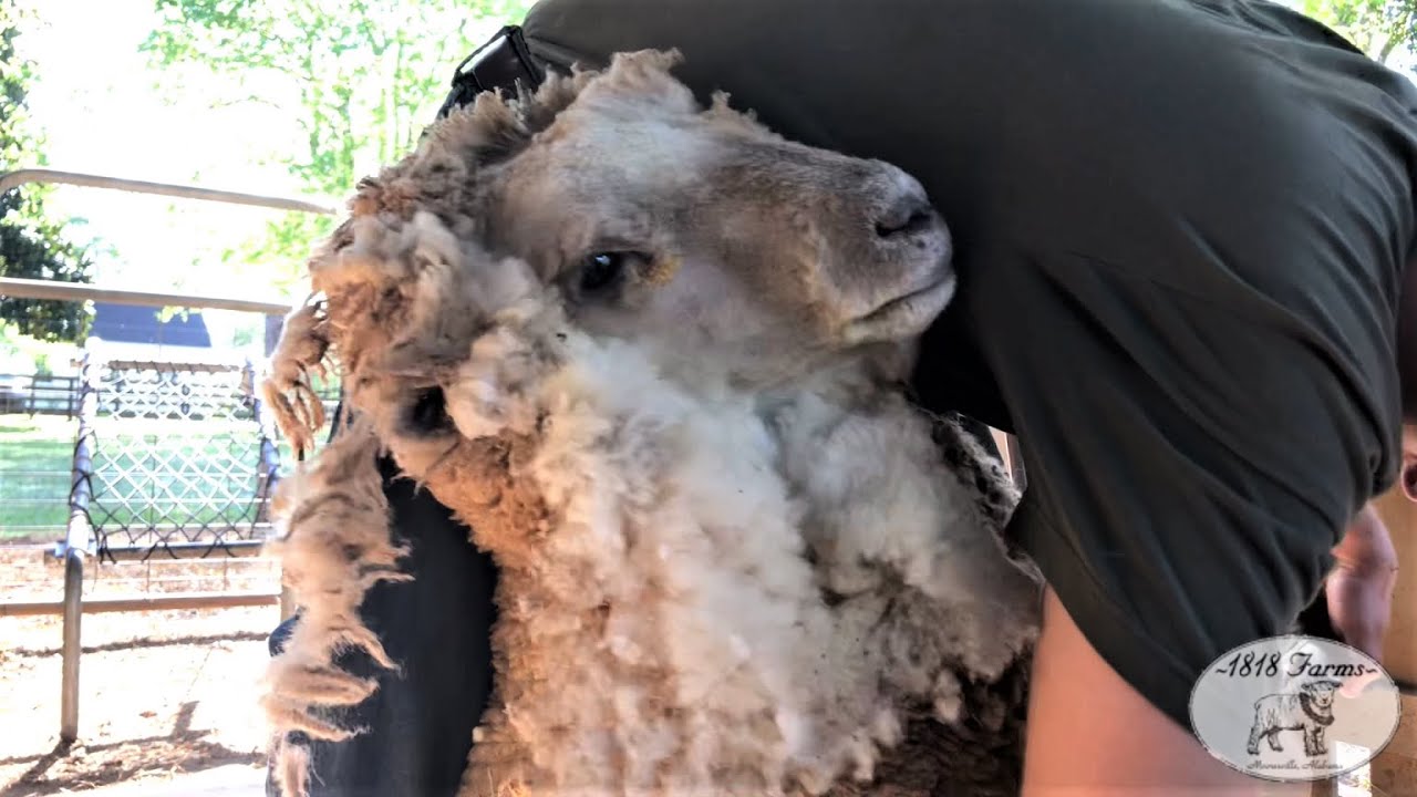 1818 Farms Sheep Shearing 2021