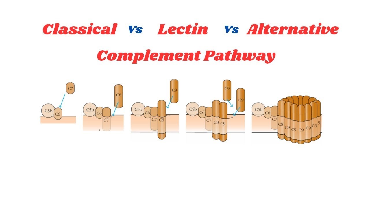 Classical Vs Lectin Vs Alternative Complement Pathway 