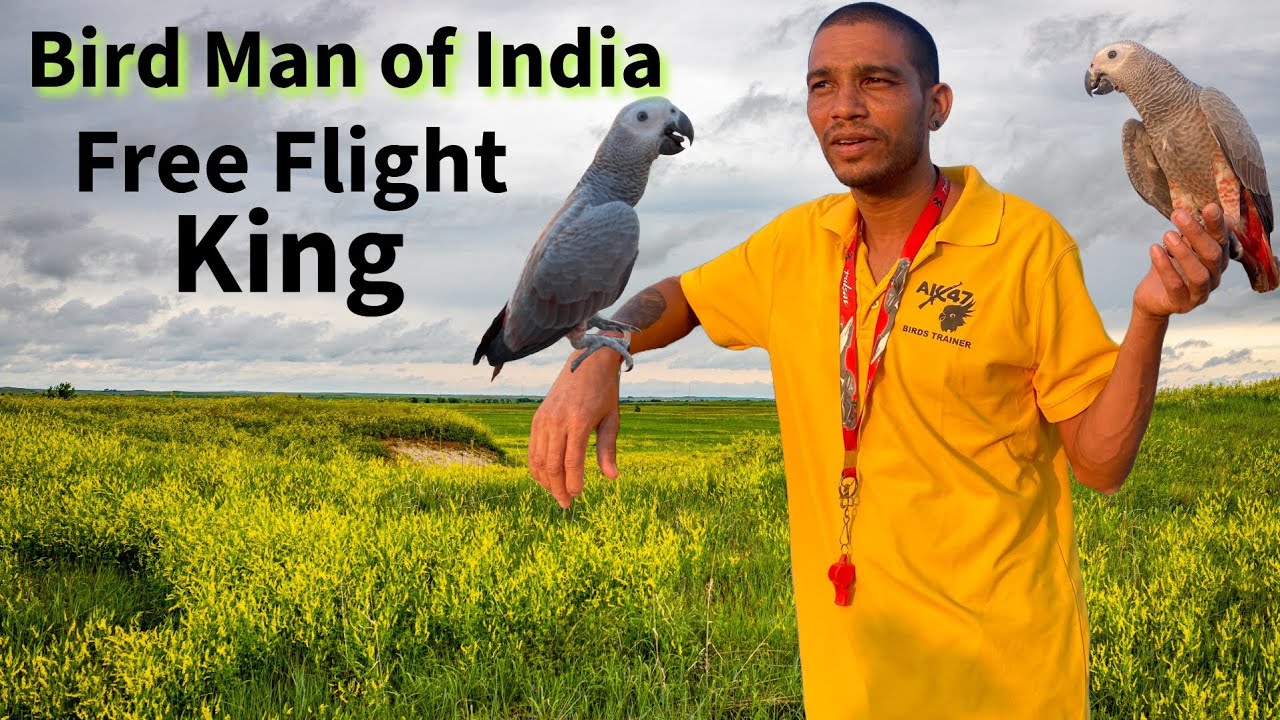 Bird Man Of Gujarat | Free Flight African Grey | Best Trainer in India