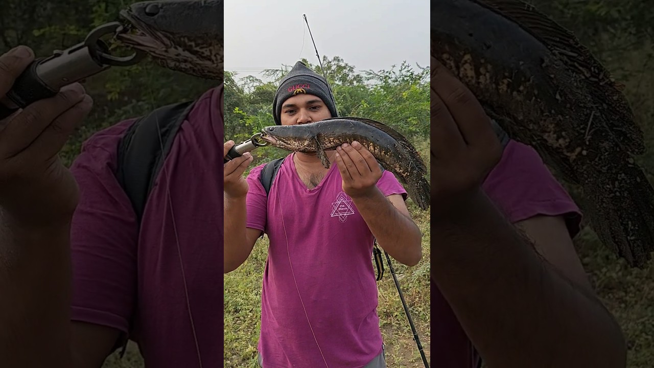 💥Snakehead Fishing💥 #tamilsnakeheadangler #tamilfishing #fishing #tamil #snakeheadhunter #shorts