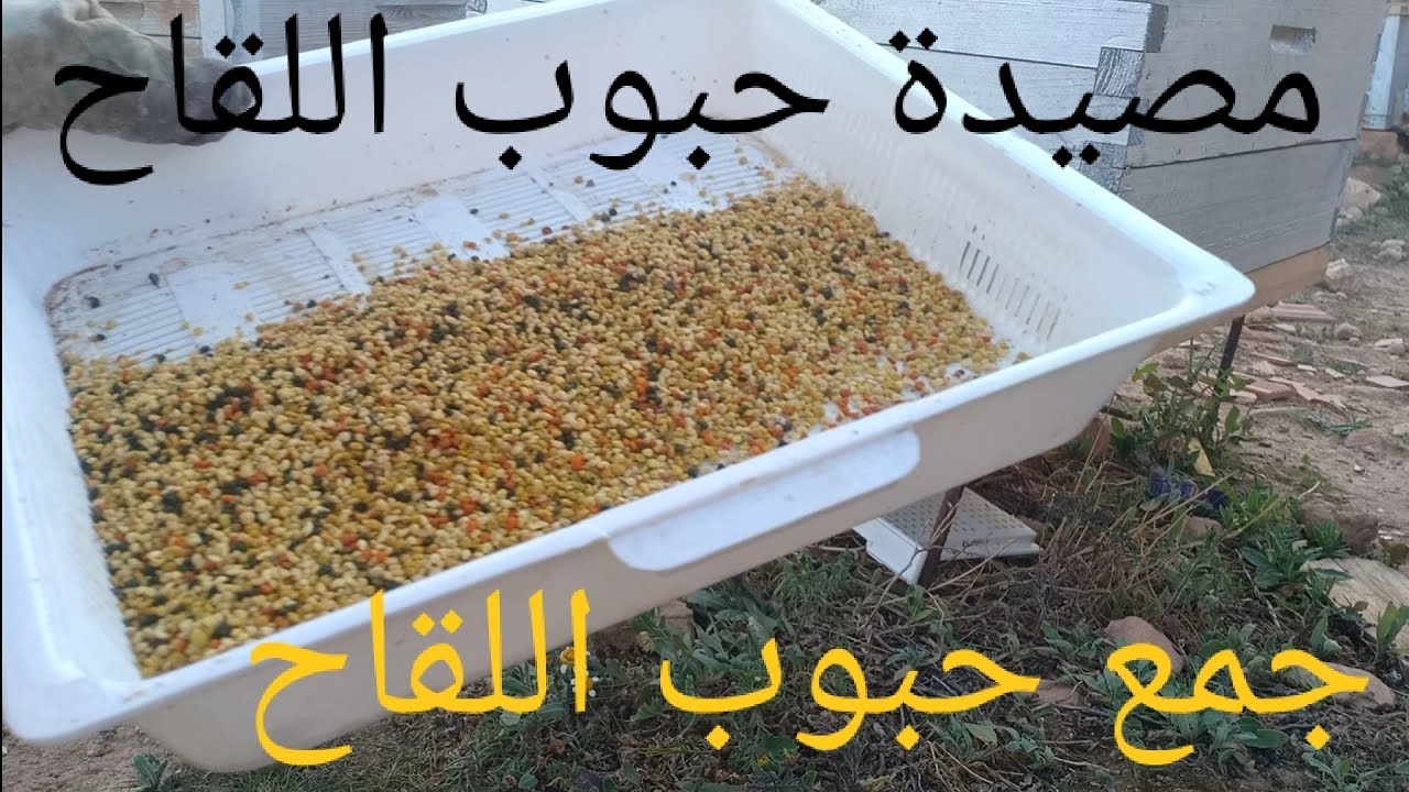 الحلقة 99 جمع حبوب اللقاح بإستعمال مصيدة القاعدة