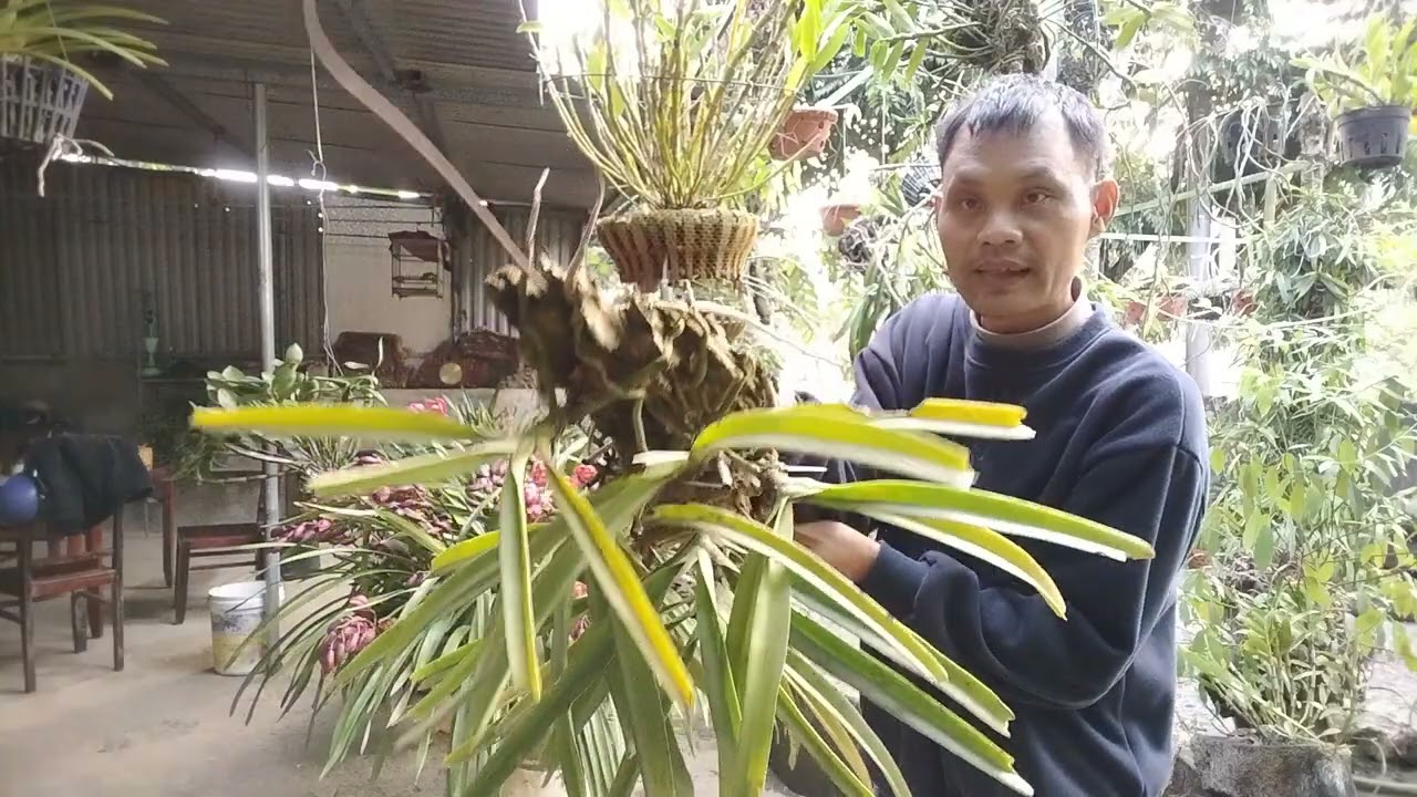 24/1 Bán Lan Rừng Lai Châu Víp Đẹp 0912003665