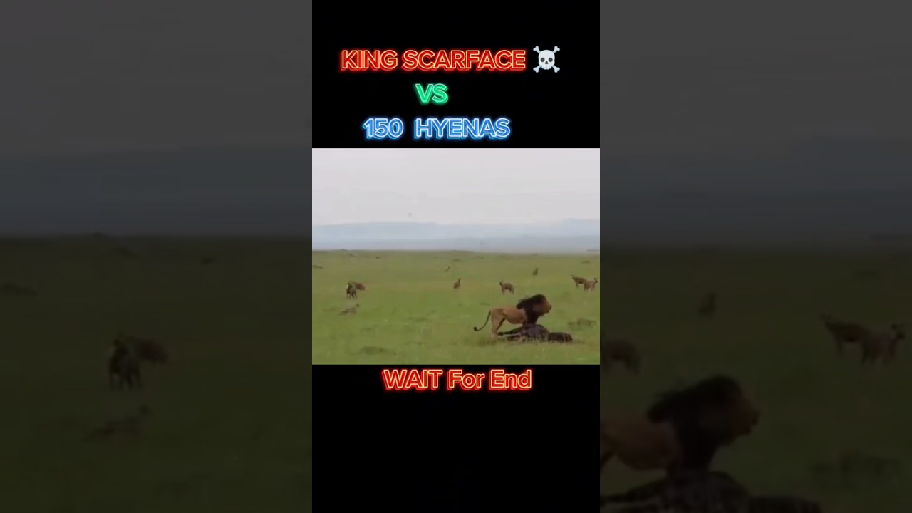 KING SCARFACE ☠️ VS HYENAS 🥶 #shorts #animals #lion