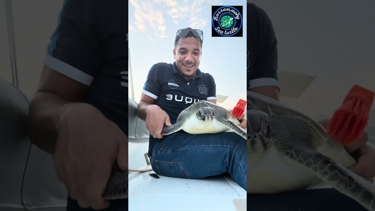 ‏سلحفاة غريبة جدا. وشقيه جدا جدا🐢🥰