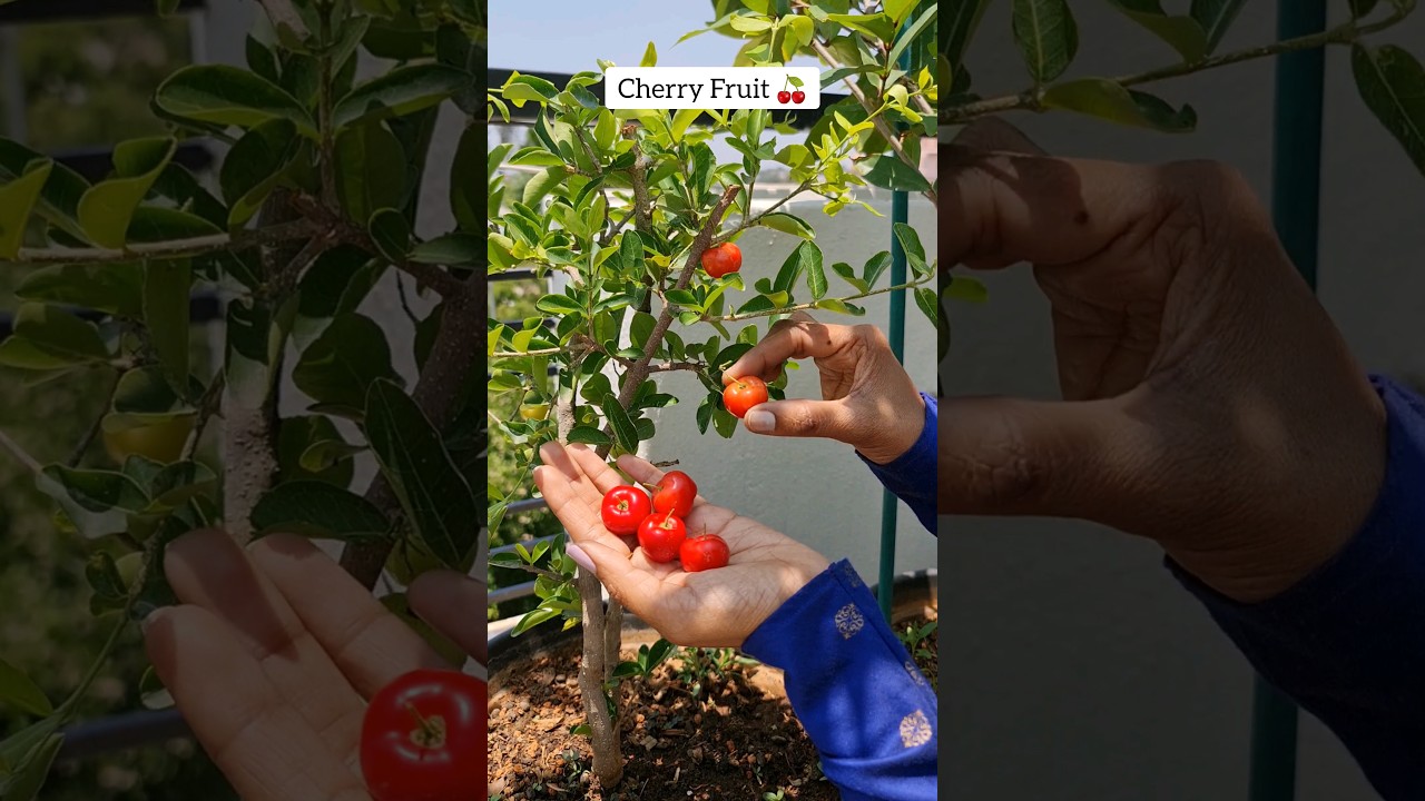 Cherry Fruit Harvest 🍒 #terracegarden #fruit #shorts