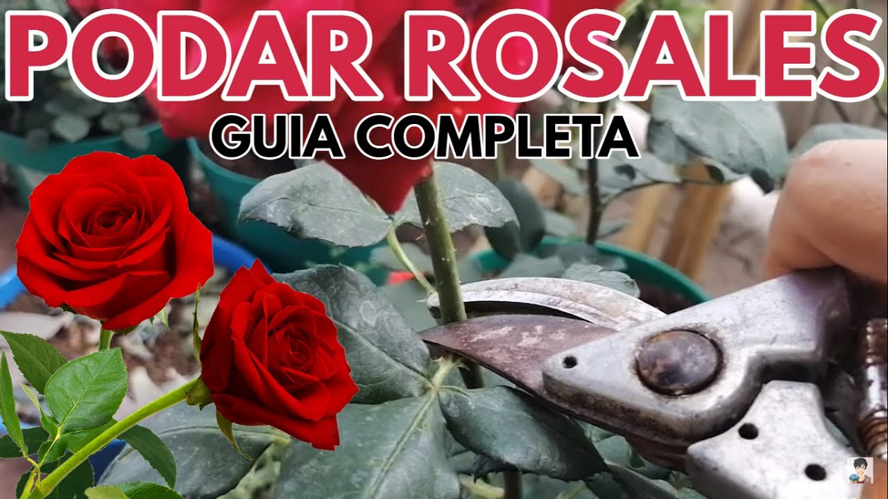 rosales poda  y mantenimiento podar rosas CHUYITO JARDINERO
