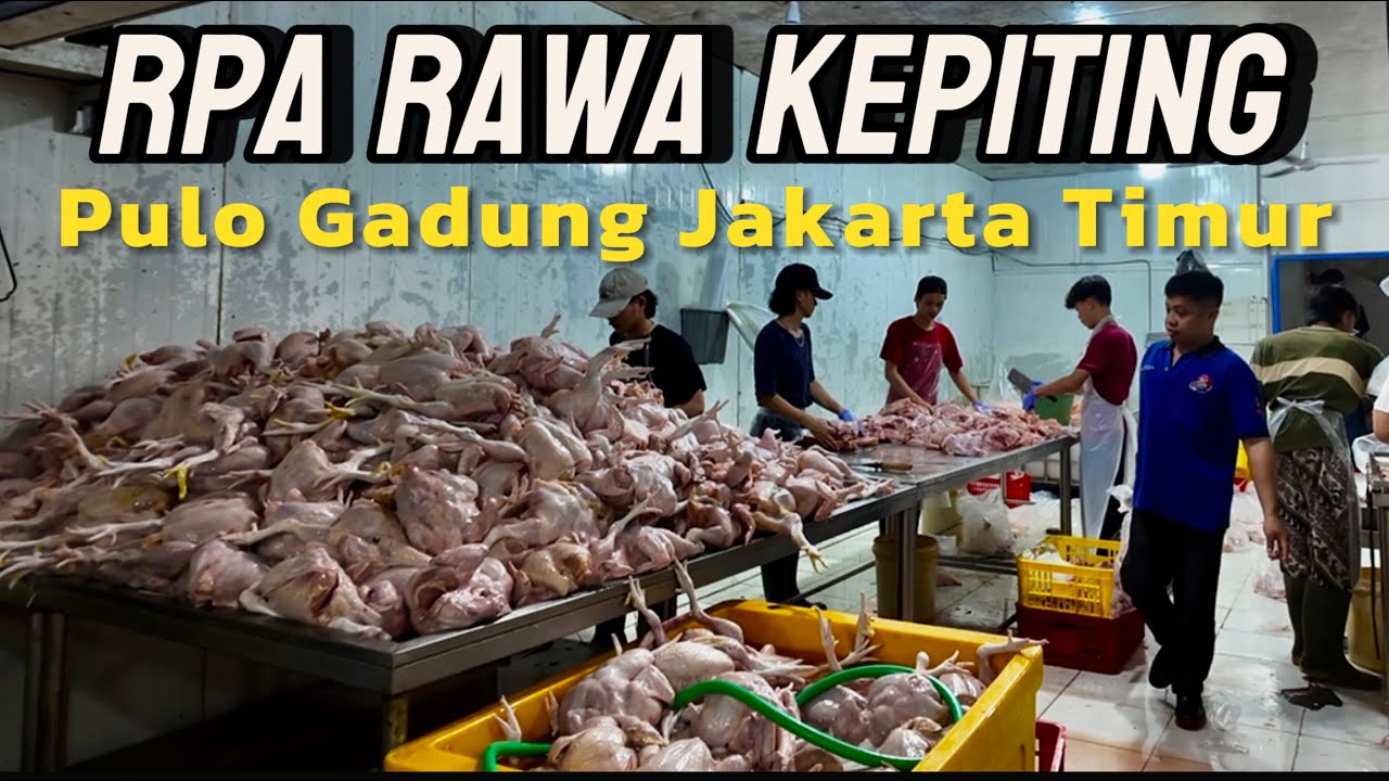 Melongok AGEN AYAM POTONG, Pasokan Melimpah, Apakah Murah dan Halal? #pulogadung #jakartatimur