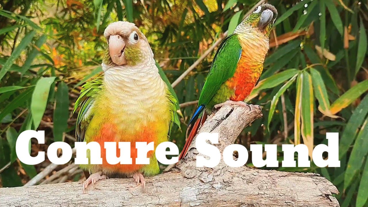 conure sound , green cheek conure sound 1 hour morning bird song My bird chirps in the morning