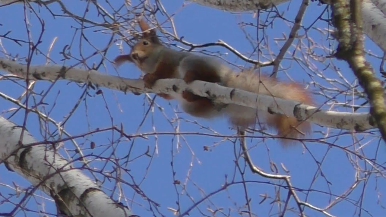 🐿️ АЗАРТНАЯ СИМФОНИЯ. Как две лайки ведут страстный диалог с молниеносной белкой.