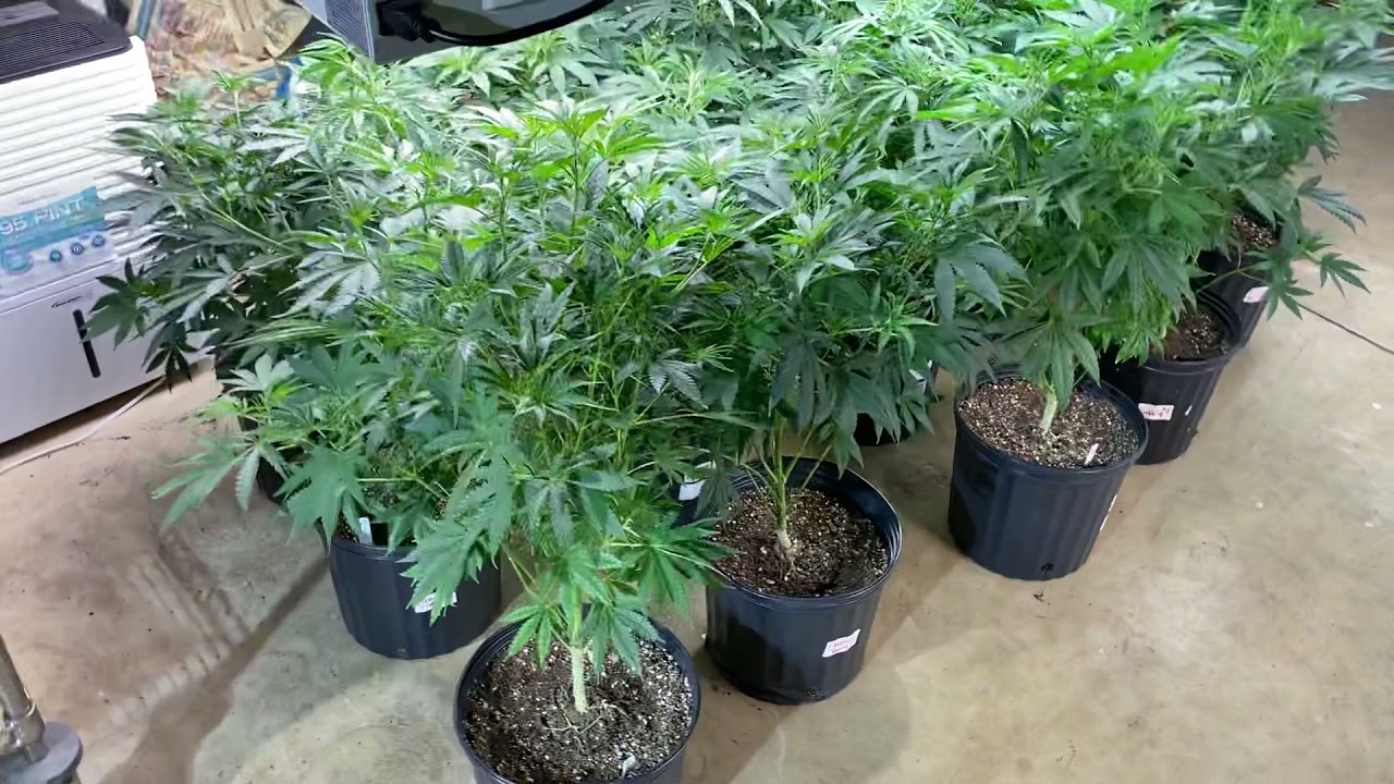 Last days of indoor! 2021 Outdoor Cannabis Prep continued...
