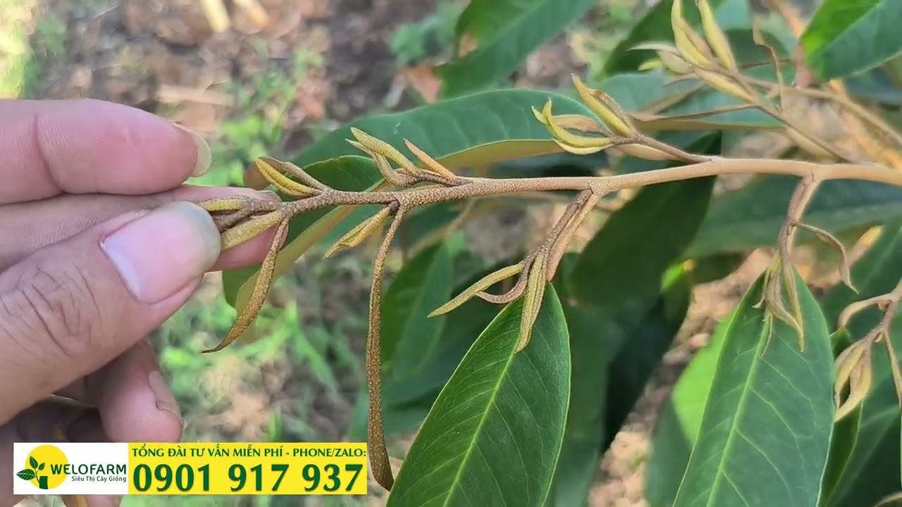KỸ THUẬT KÉO CƠI ĐỌT SẦU RIÊNG