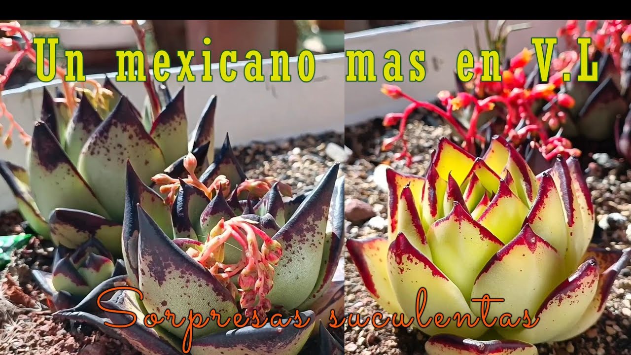 Sorpresas/regalos suculentos en el jardín #suculentas #regalos #new