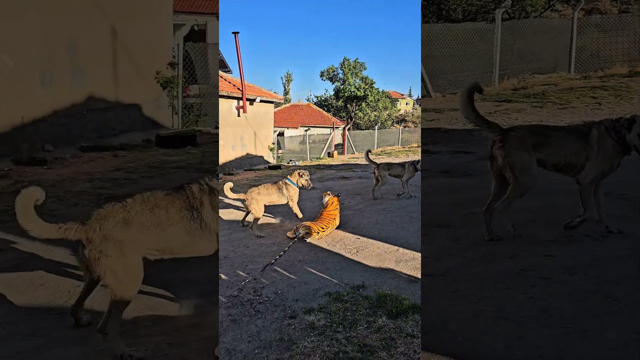 Kangal Dogs Meets Plush Tiger! His Reaction Was Surprising!