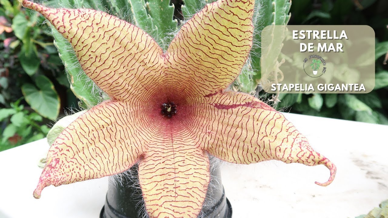 Estrella de mar // Stapelia Gigantea // Cuidados y recomendaciones