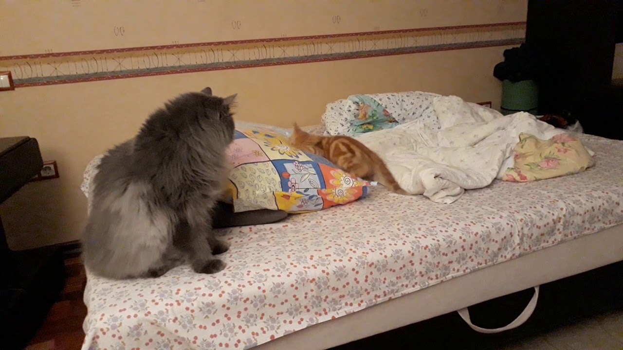 not the most impressionable cat
