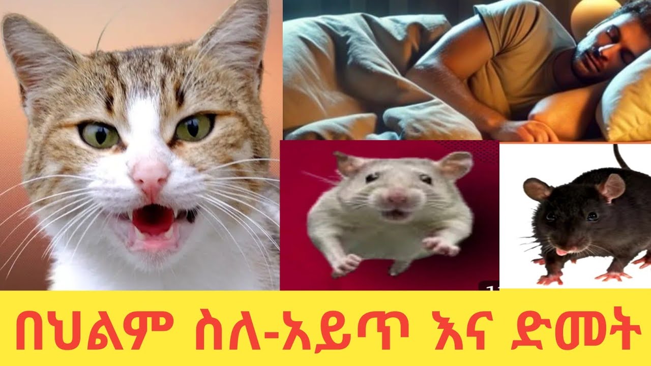 በህልም ስለ_አይጥ እና ድመት ማየት የህልም ፍቺ/ dream_meanineges/belig_tv