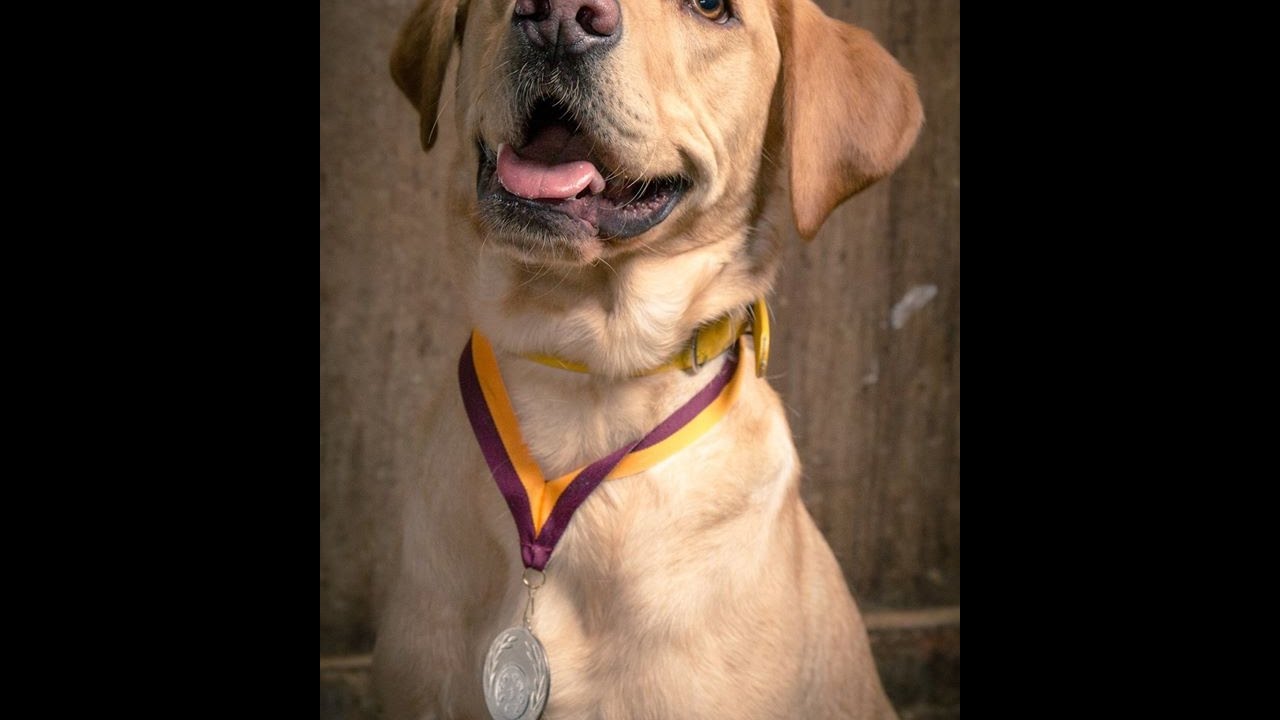 Alfie - Labrador - 3 Weeks Residential Dog Training