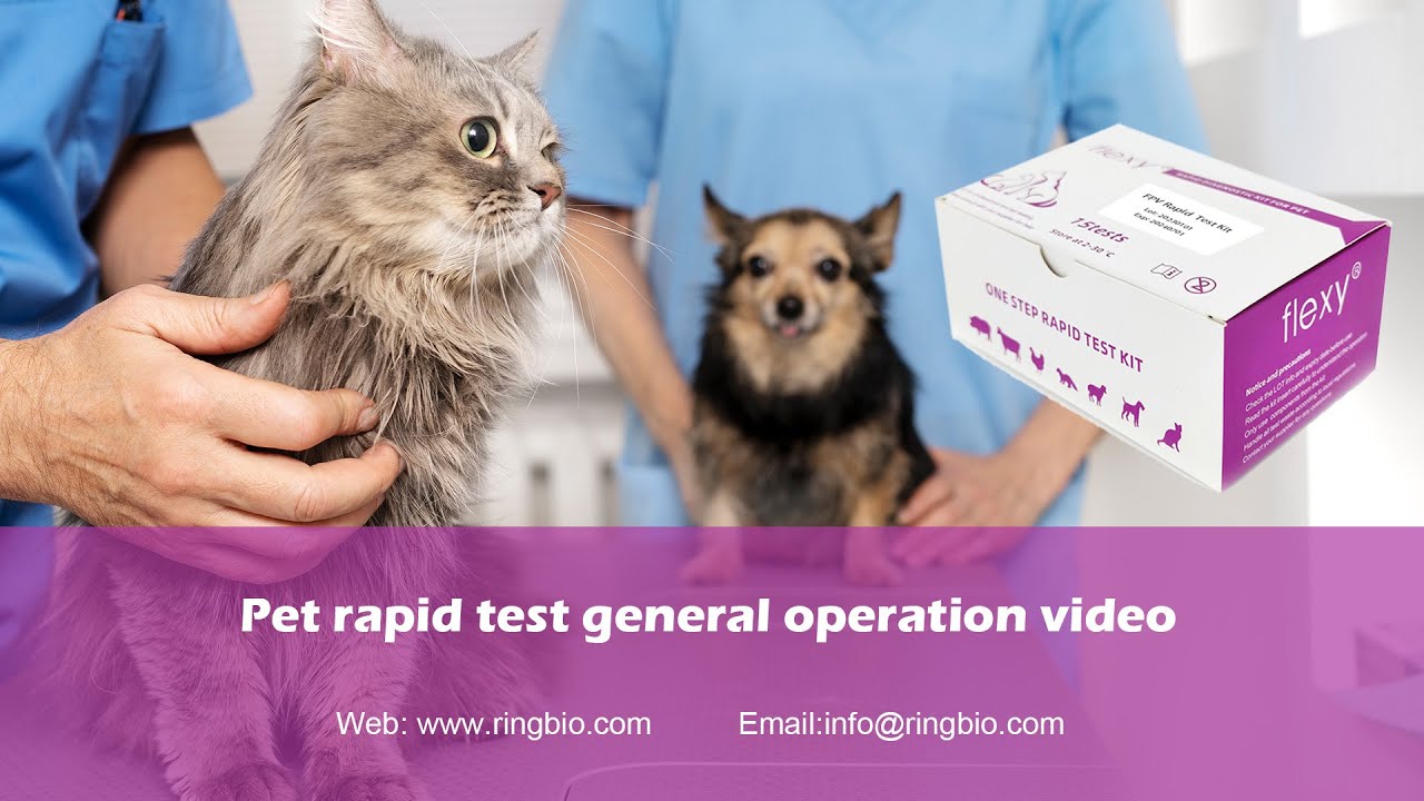 Demostración del funcionamiento del kit de prueba rápida para mascotas Ringbio