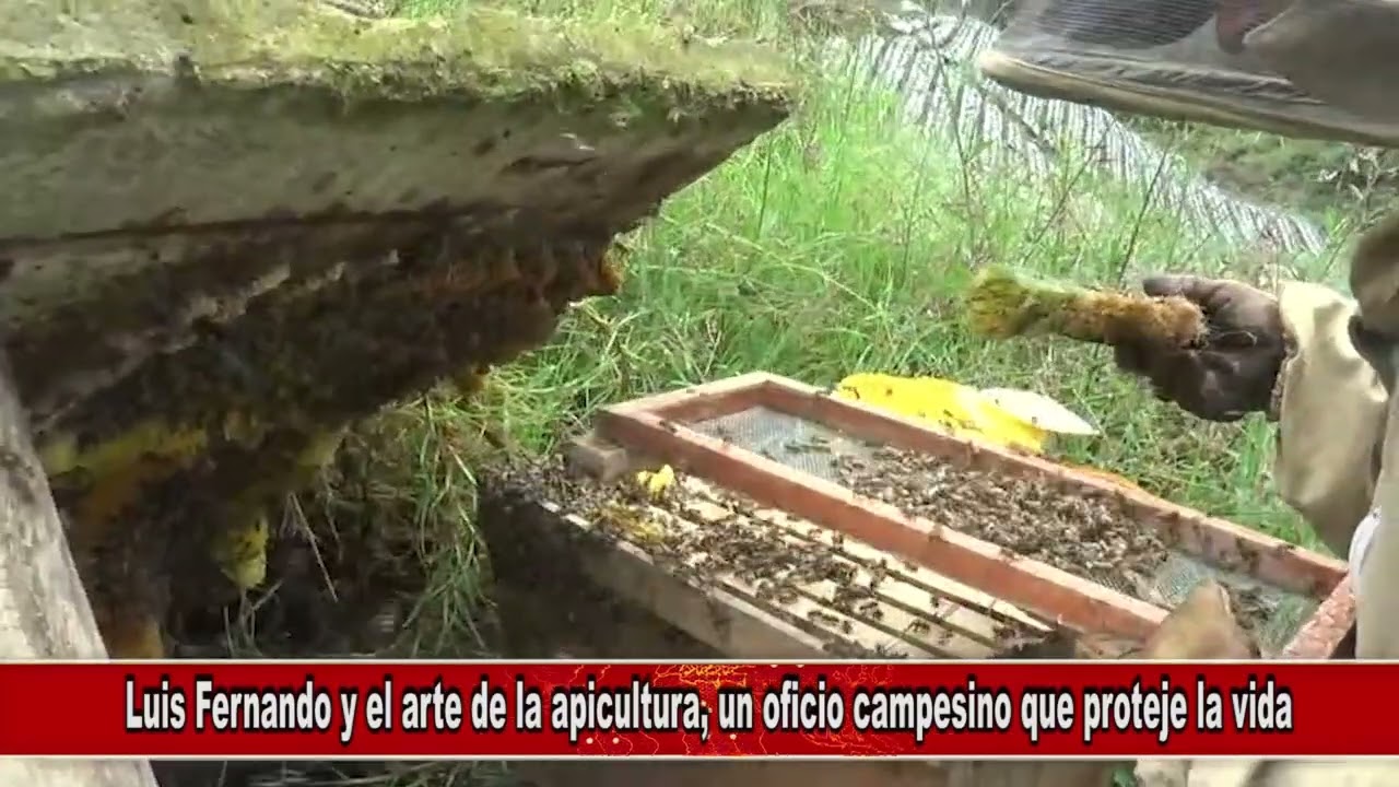 EL ARTE DE LA APICULTURA