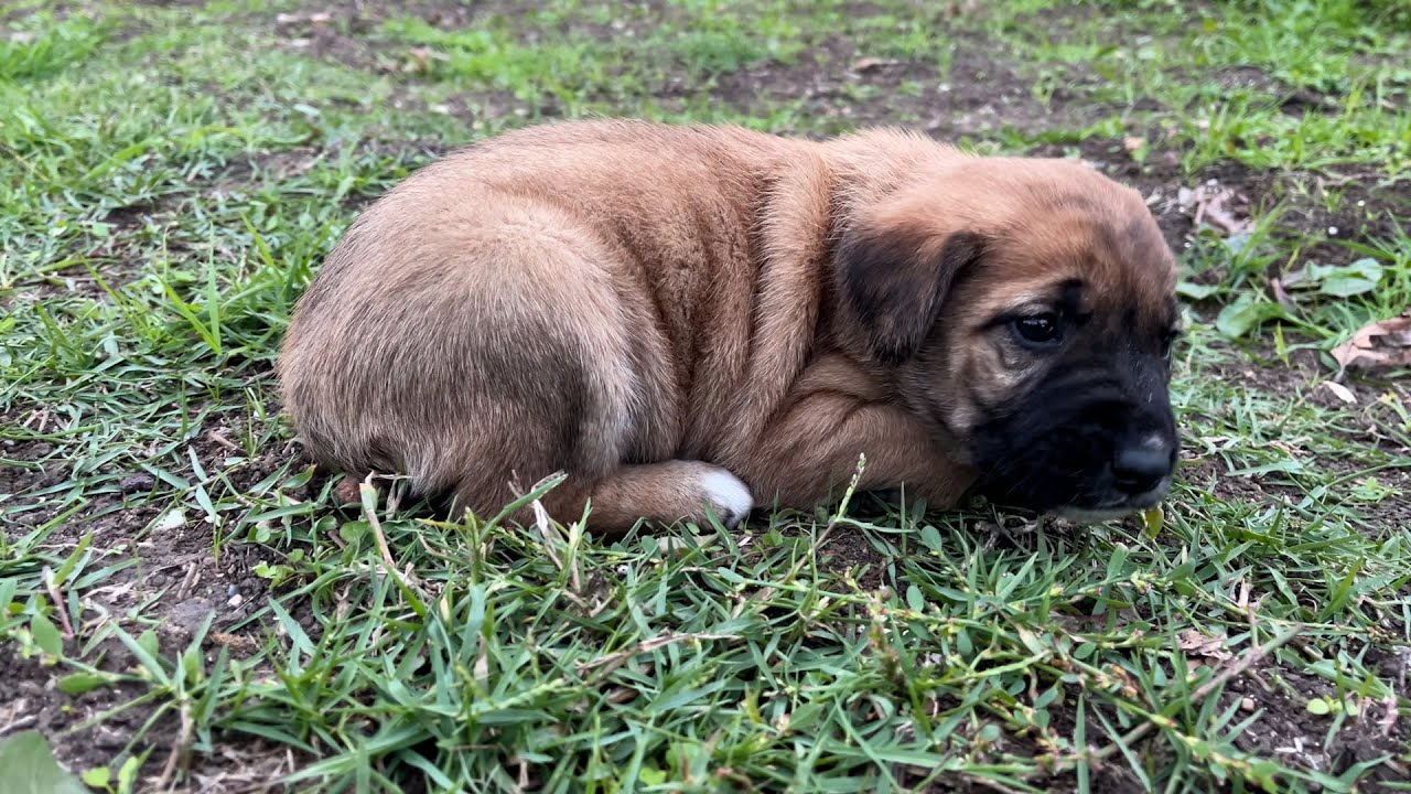 Sığınacak Yer Bulamayan Anne Köpek ve Yavrularını Kurtardık