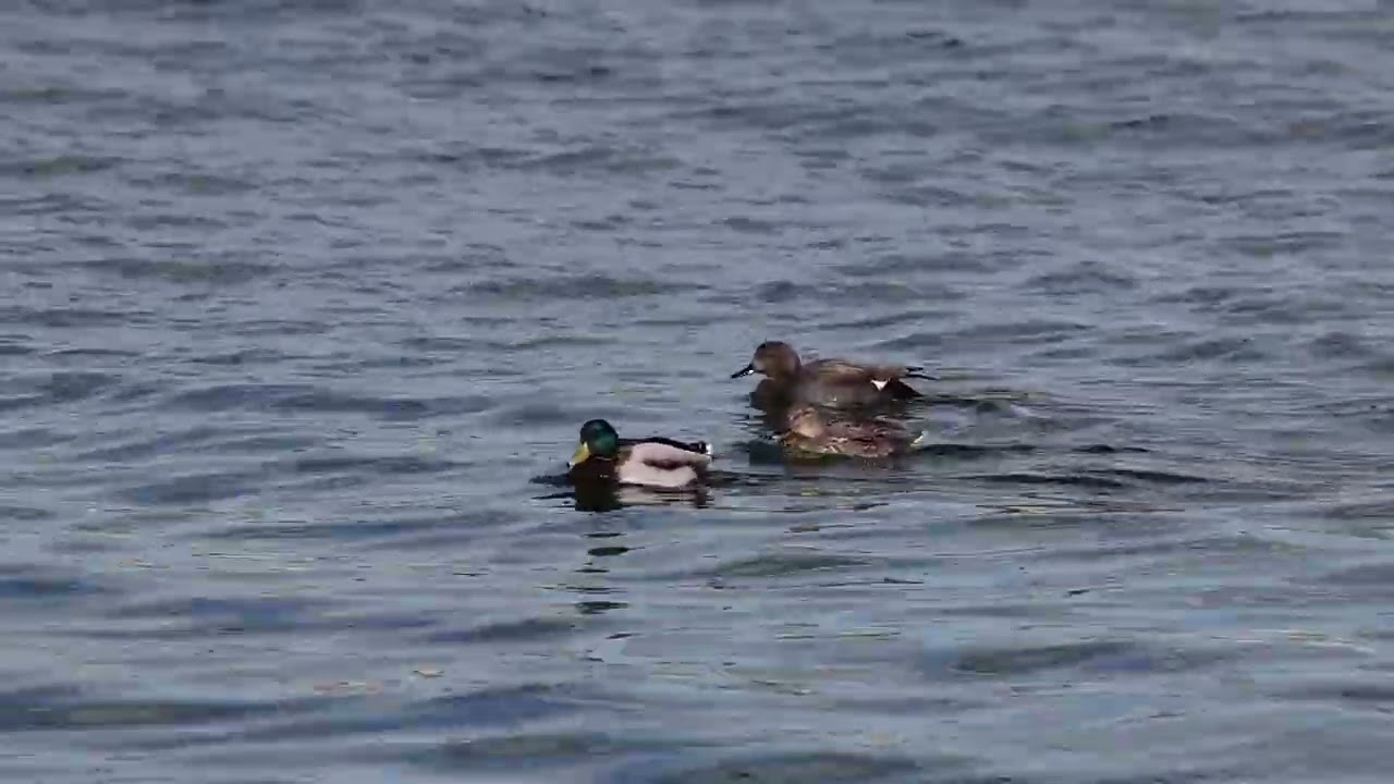 河口にて　2026/1/21　R5 MarkⅡ