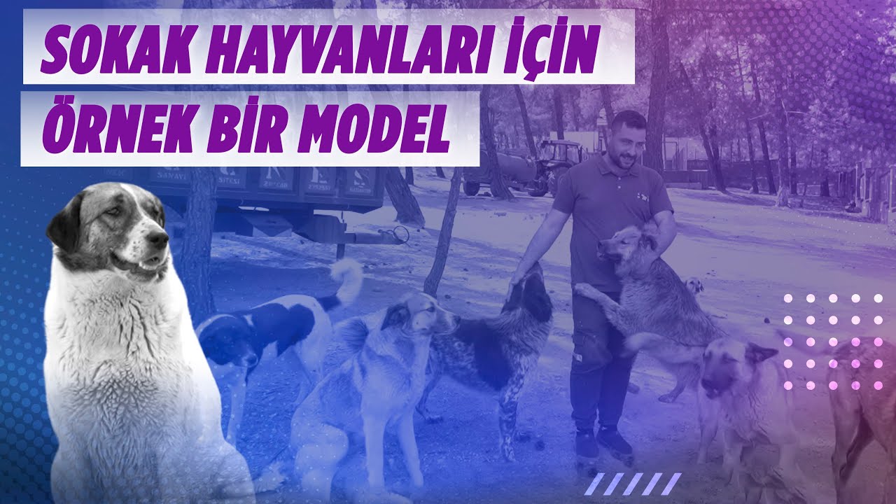 #GaziantepBüyükşehir olarak sokak hayvanları için örnek bir model oluşturduk. 🐈🐕