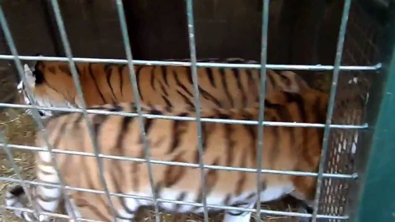 Tiger Feeding Part 4/6