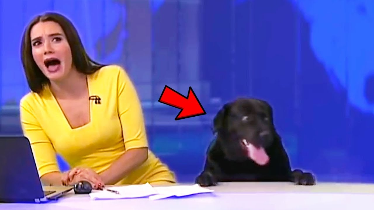 Animales Graciosos En Tv En Vivo
