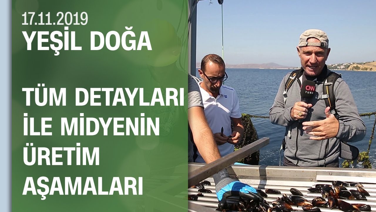 Yeşil Doğa midyenin üretim aşamalarını tüm ayrıntılarıyla görüntüledi - 17.11.2019 Pazar