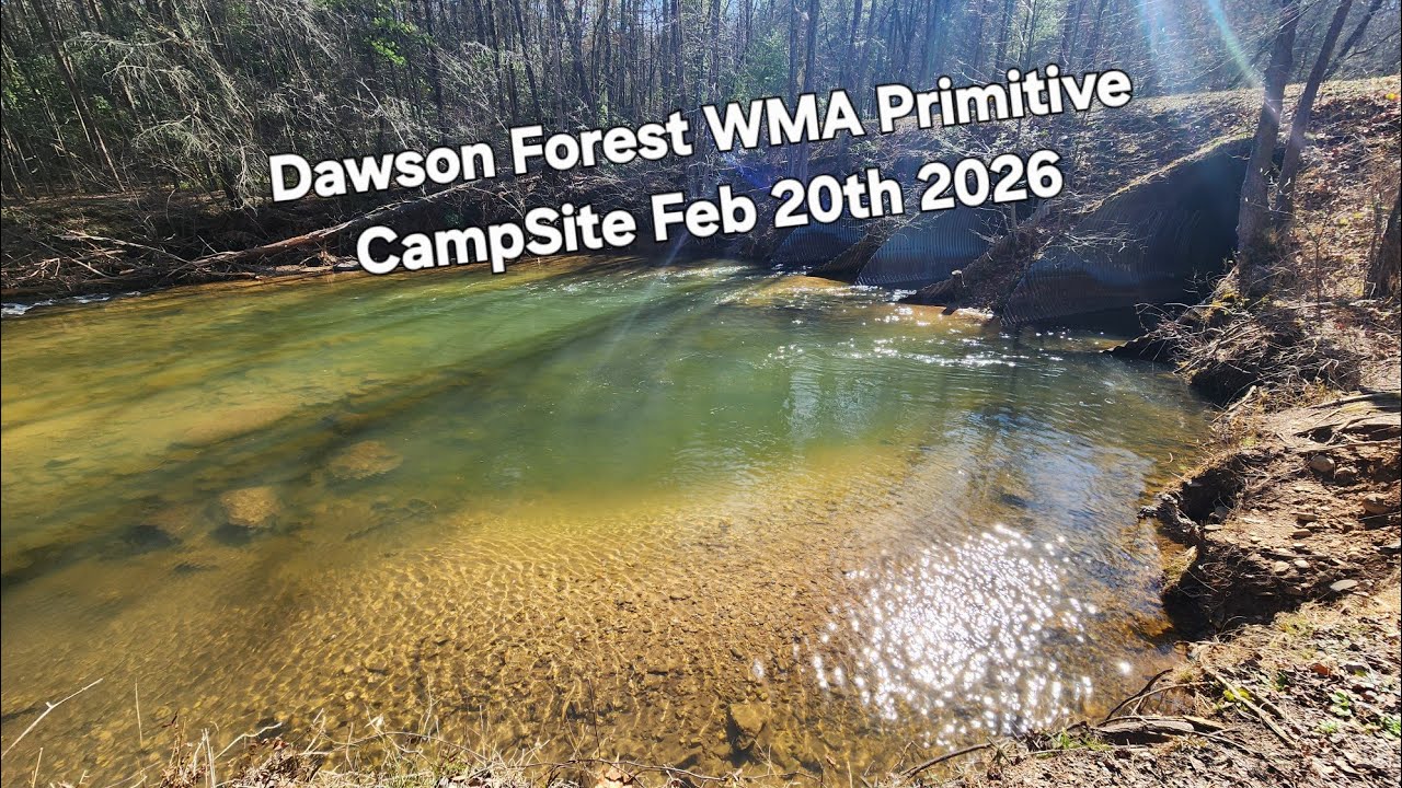 Dawsonville Forest 