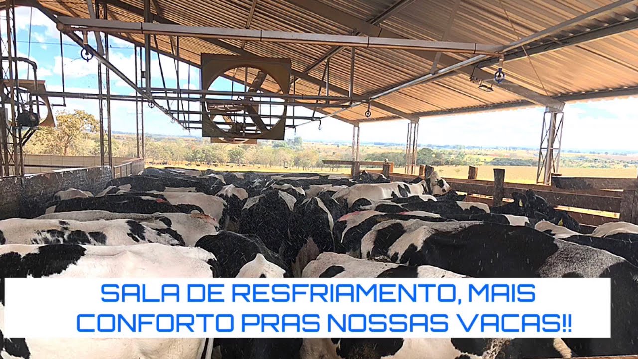 SALA DE RESFRIAMENTO, MAIS CONFORTO PRAS NOSSAS VACAS!!