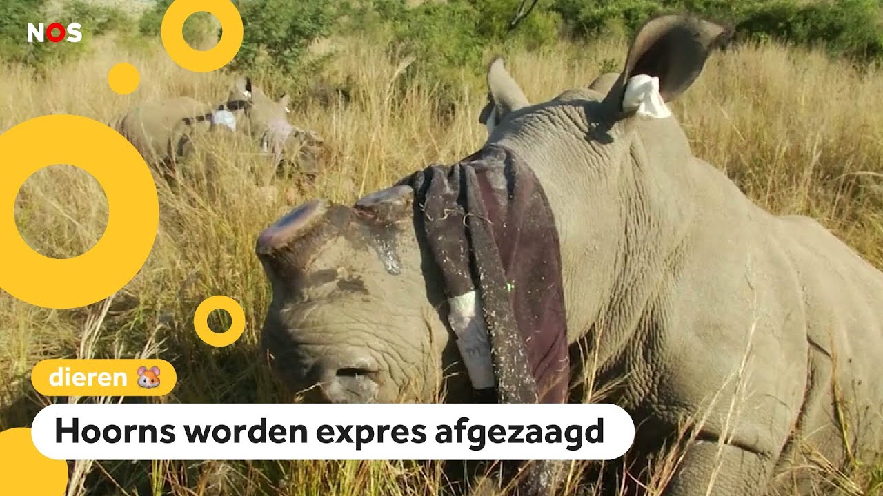 Geheime actie om neushoorns te redden