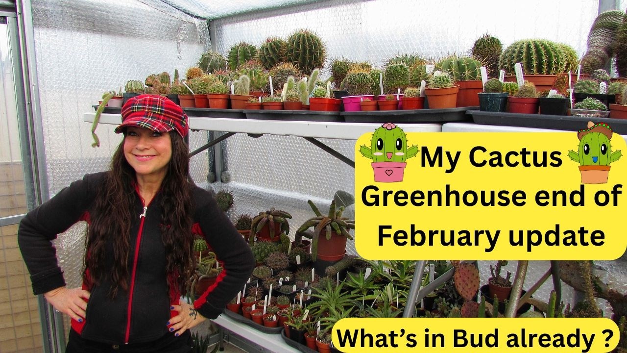 My Cactus Greenhouse collection end of February Update - What's in Bud already ? #cacti #cactus