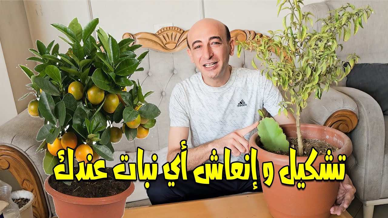 طريقة تشكيل و إنعاش و تجديد أي نبتة عندك Rejuvenating & Shaping Weak Plants