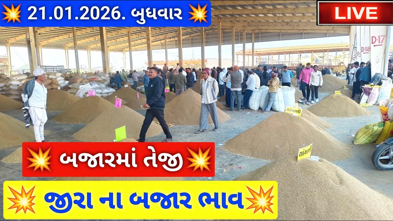 🔴 live જીરૂ ના બજાર ભાવ આજના જસદણ માર્કેટિંગ યાર્ડ, jeera auction price today,January 21, 2026