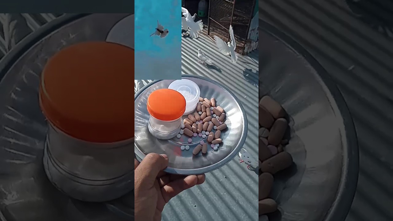 Kabutar ko udane ke liye Bengaluru mein Khel Pani ja raha hai #pigeon #kabootar_care