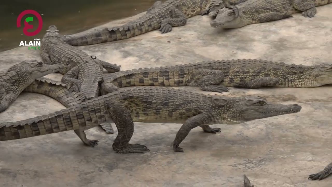 የአርባምንጭ አዞ ራንች