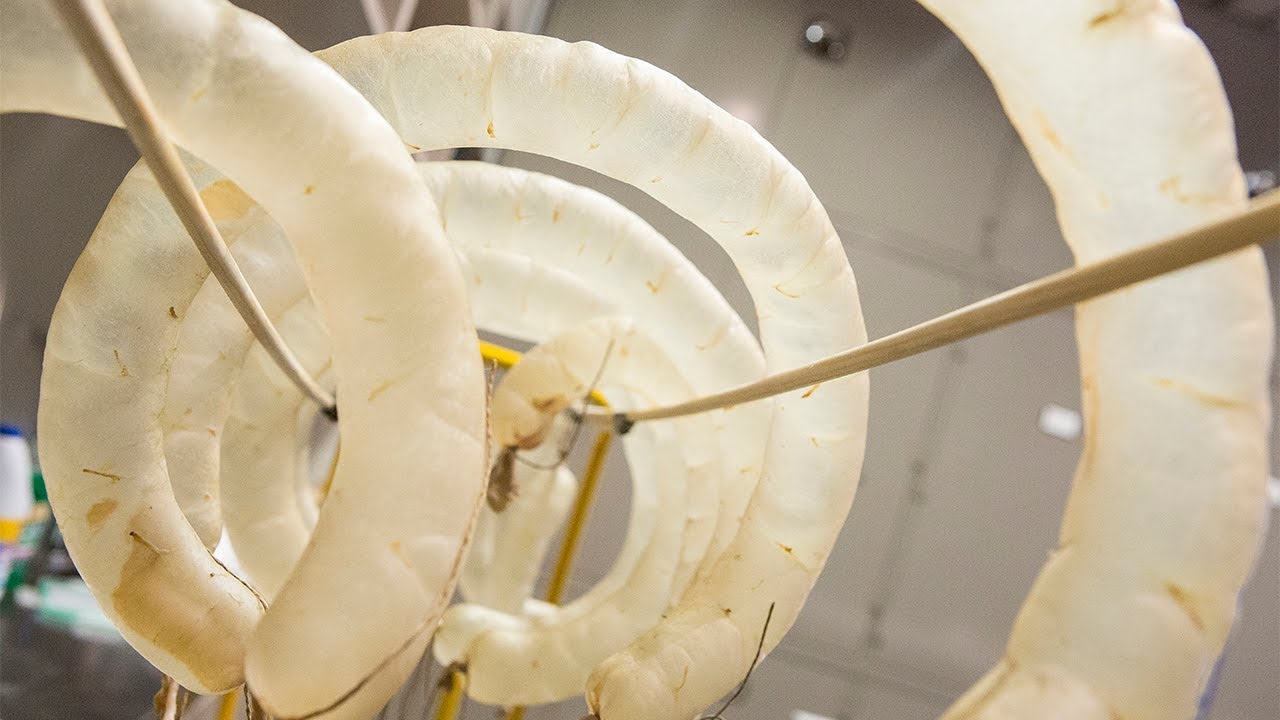 Sewing Gut (7 of 13): Processing Gut with Mary Tunuchuk