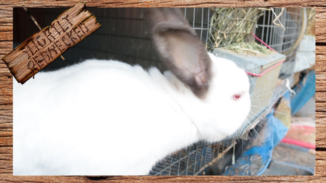 The Best Time of Day to Feed Rabbits - The SR Rabbit Update 9-12-17