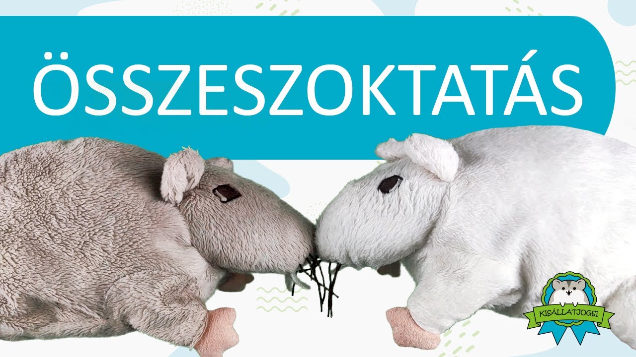 Összeszoktatás