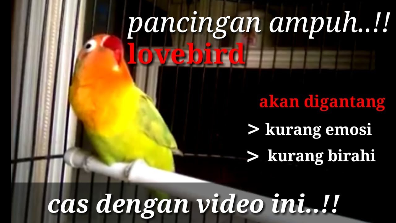 lovebird malas bunyi pancing dengan video ini // pancingan lovebird ngekek