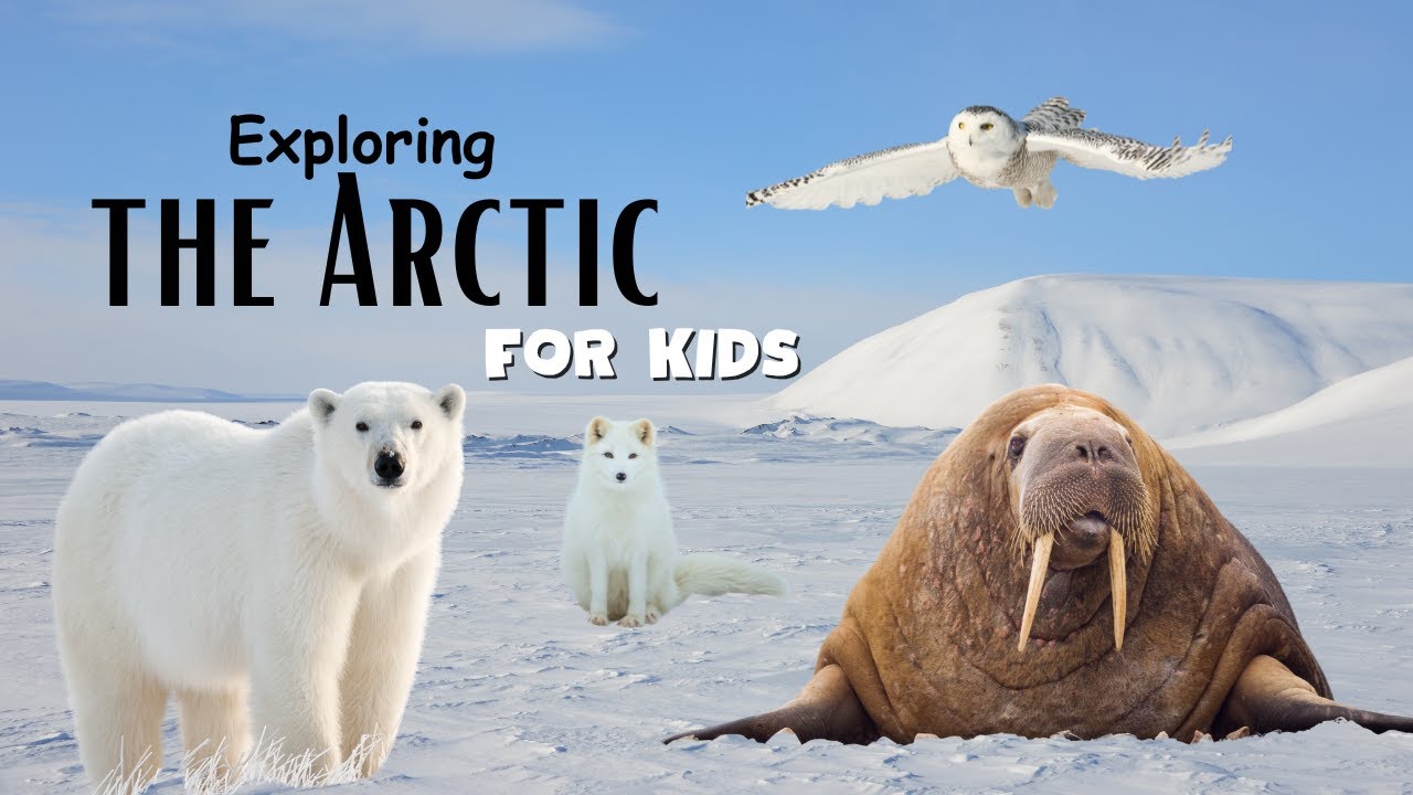 Arctic Animals  | educational video 