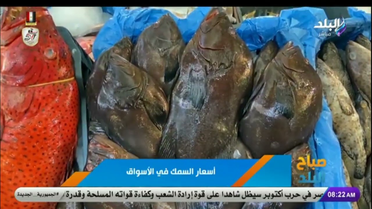 الجمبري بـ 350 .. تعرف على أسعار السمك في الأسواق