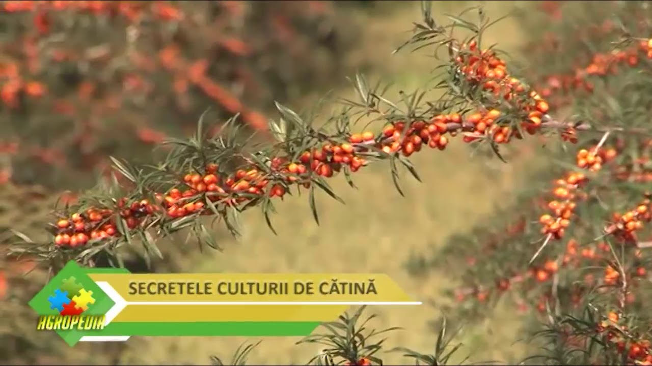 Secretul culturii de cătină
