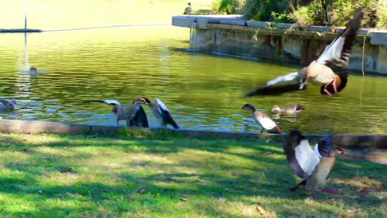 Egyptian geese also know how to fight