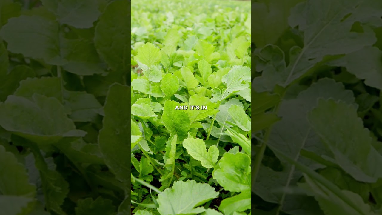 Что сажать на небольших грядках в лесу?! 