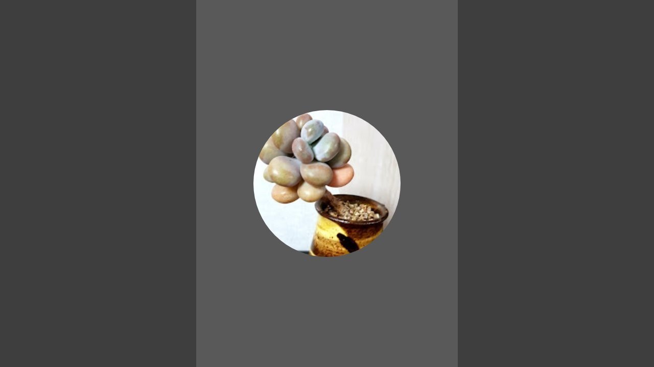 경희네 옥상다육이 라이브 스트리밍 중